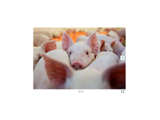 Продаж свиней від 140кг свині