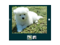 samojed-kupiti-podarunok-je-vibir-maliukiv-small-0