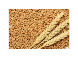 Продам зерно пшениці 4 грн.  Договірна
